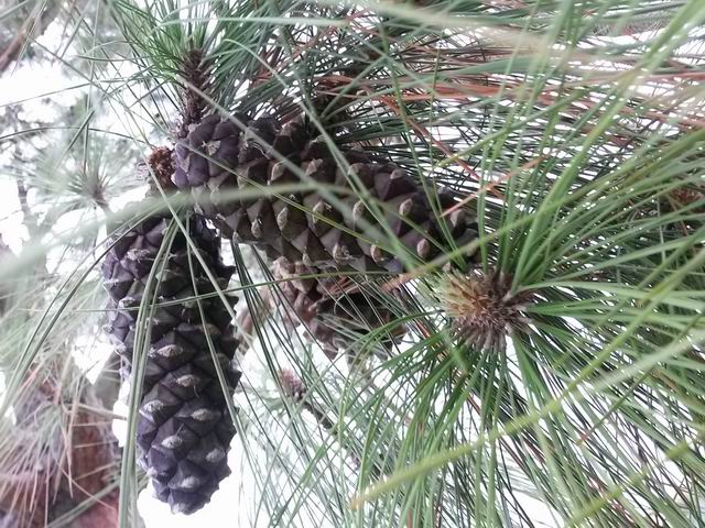 Pinus canariensis ?